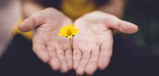 Kuva jossa ihmisen käsien välissä on keltainen kukka